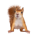 Squirrel Nut Zippers