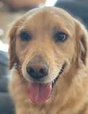 Sam the Golden Coffey