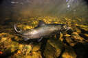 Saving the Atlantic Salmon