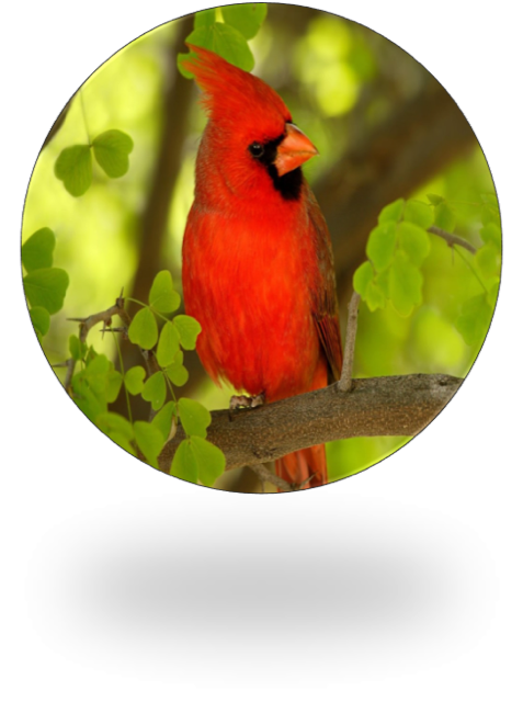 Cardinal Comfort Care, LLC