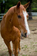 RTT Monty