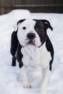 Biggie Brus
