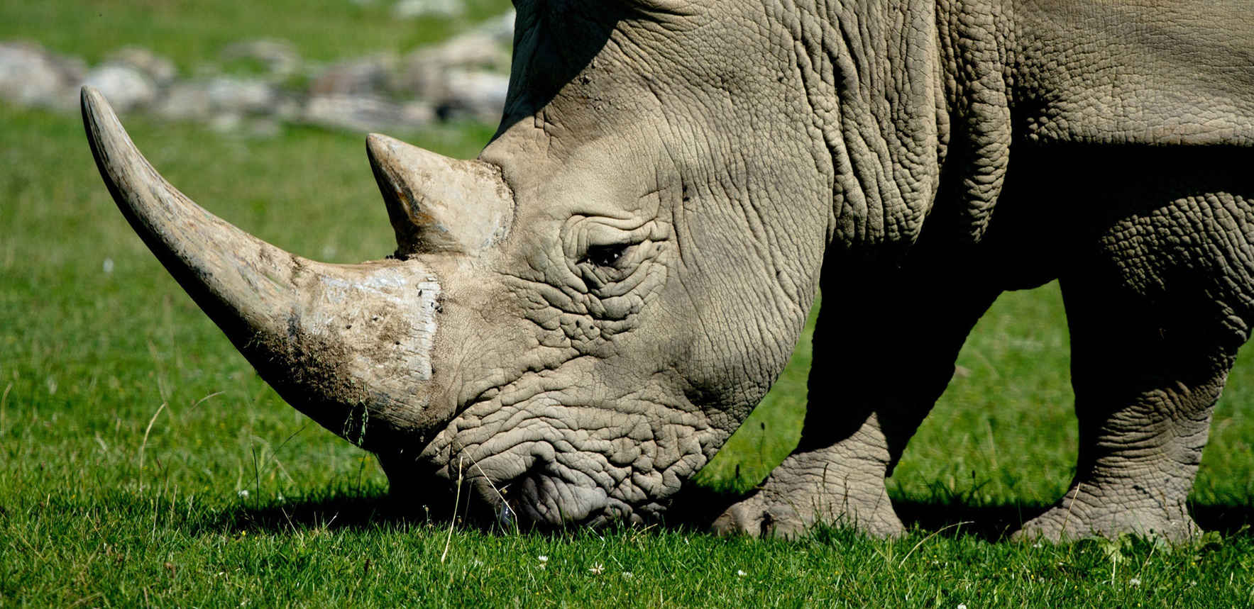Let's bring Rhinos to Niabi Zoo! image