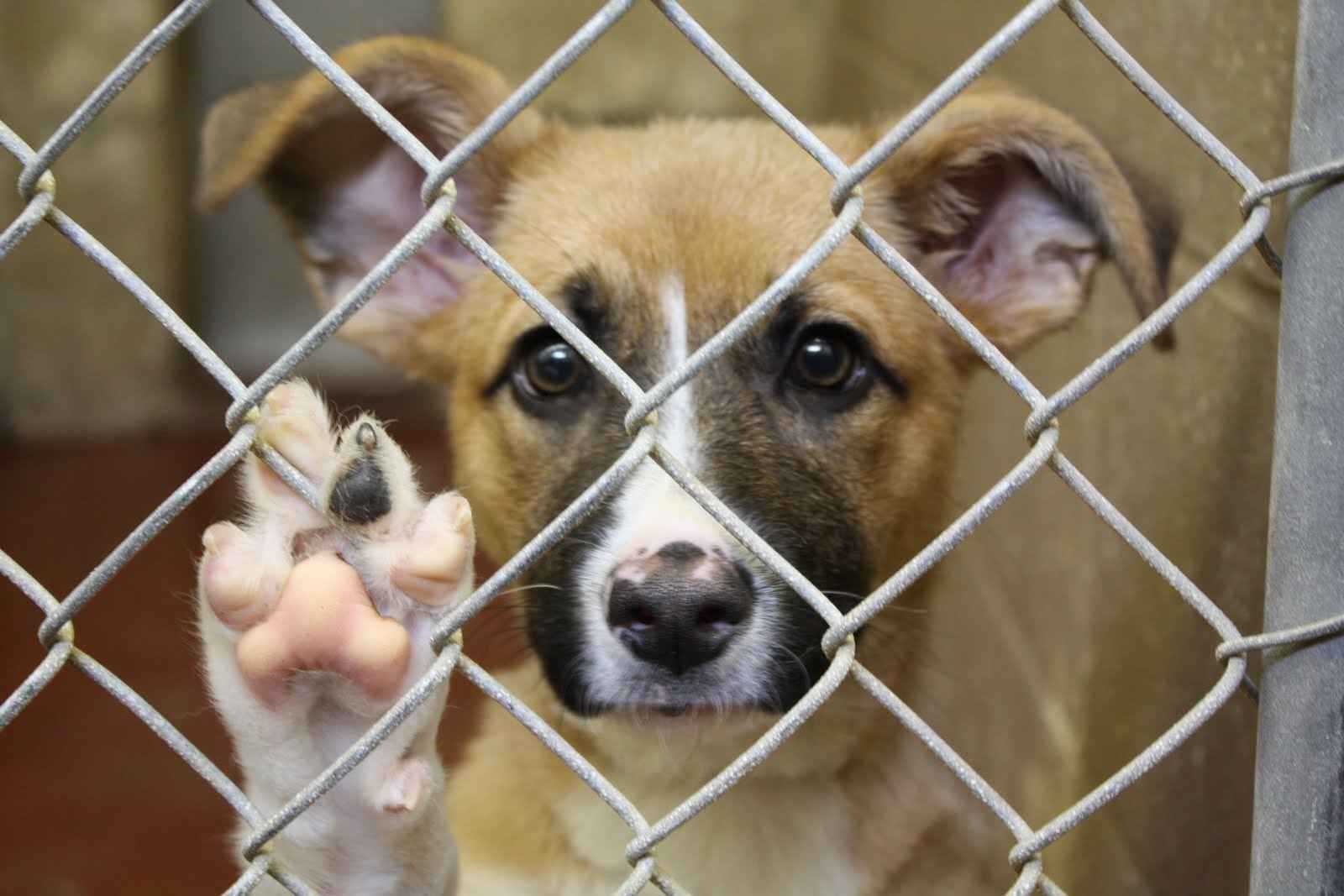 Together, we can help provide a safe place for homeless animals in need!  image