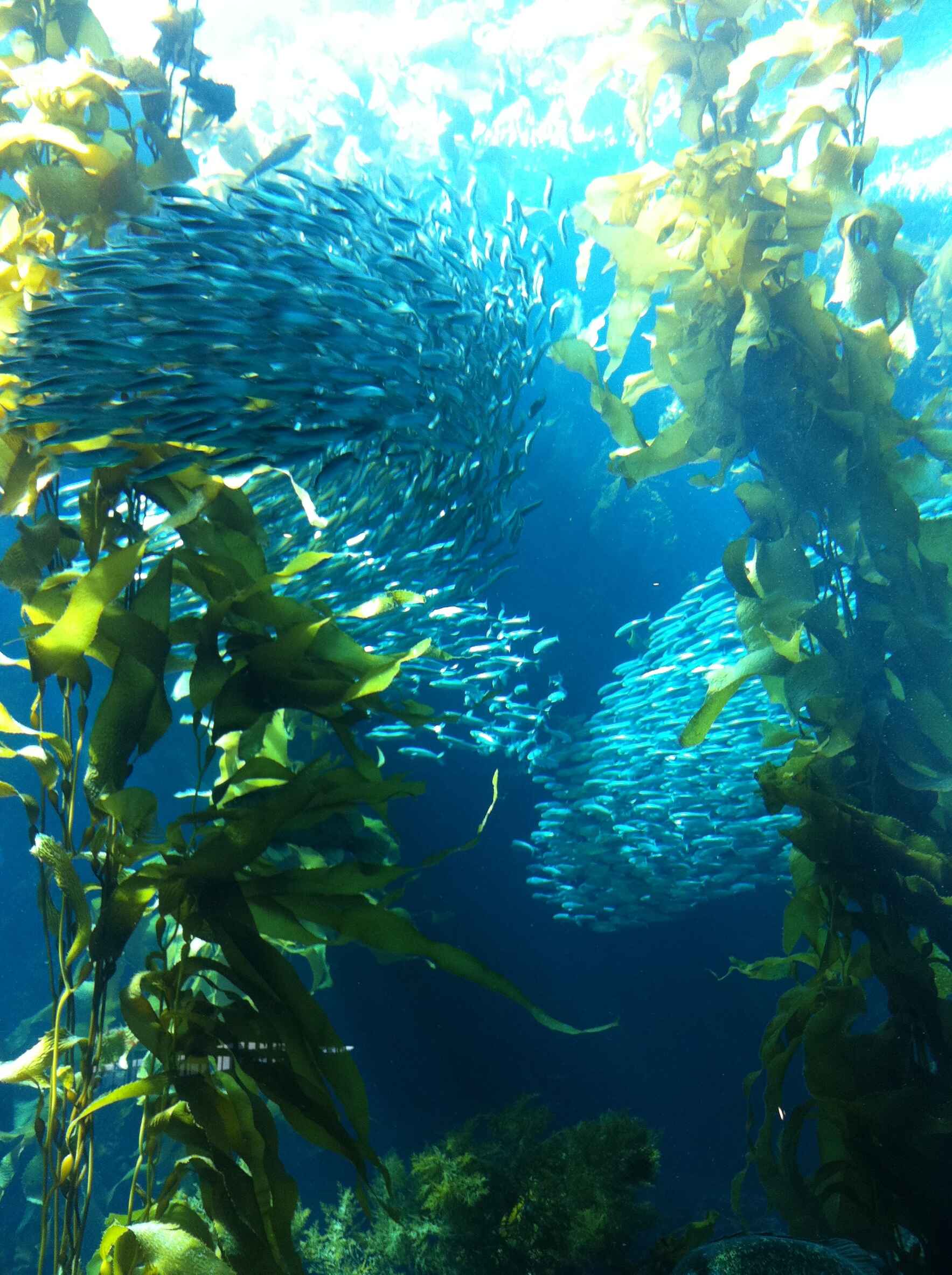 Never in our history has there been such an urgent time to protect our beautiful seas; as Dr. Sylvia Earle says, “No water, no life. No blue. No green.”  image