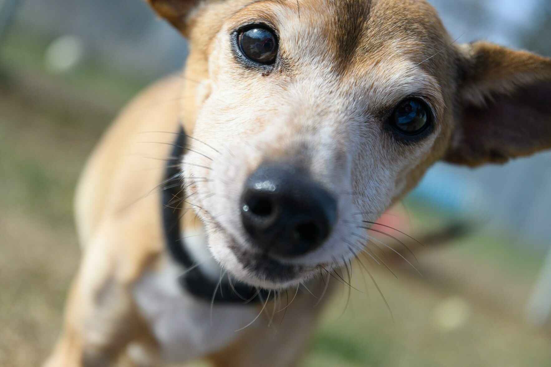 UNLEASHED wants to provide compassionate care and sheltering to every animal in need image