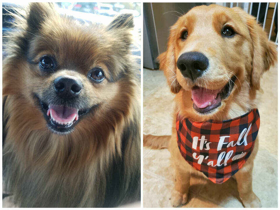 Help us raise money for the Worcester County Humane Society! image