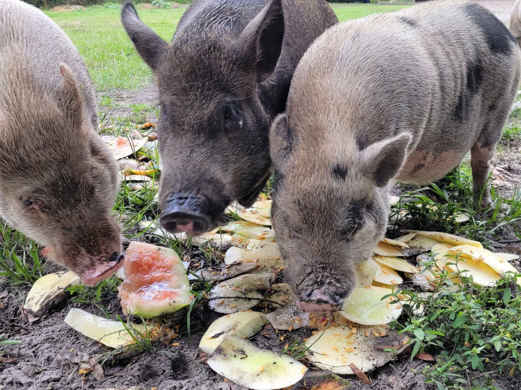 Epic Outreach Inc Help Me Feed My Favorite Farm Friends
