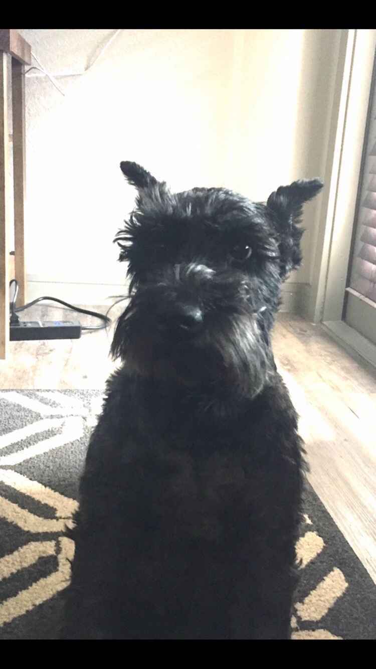 DENTON ANIMAL SUPPORT FOUNDATION INC Tiggers Heart Murmur/Teeth