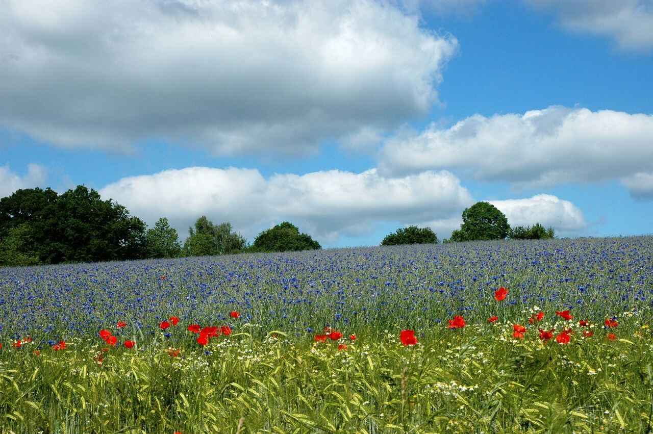 RARE.RESILIENT.ROS1der STRONG image