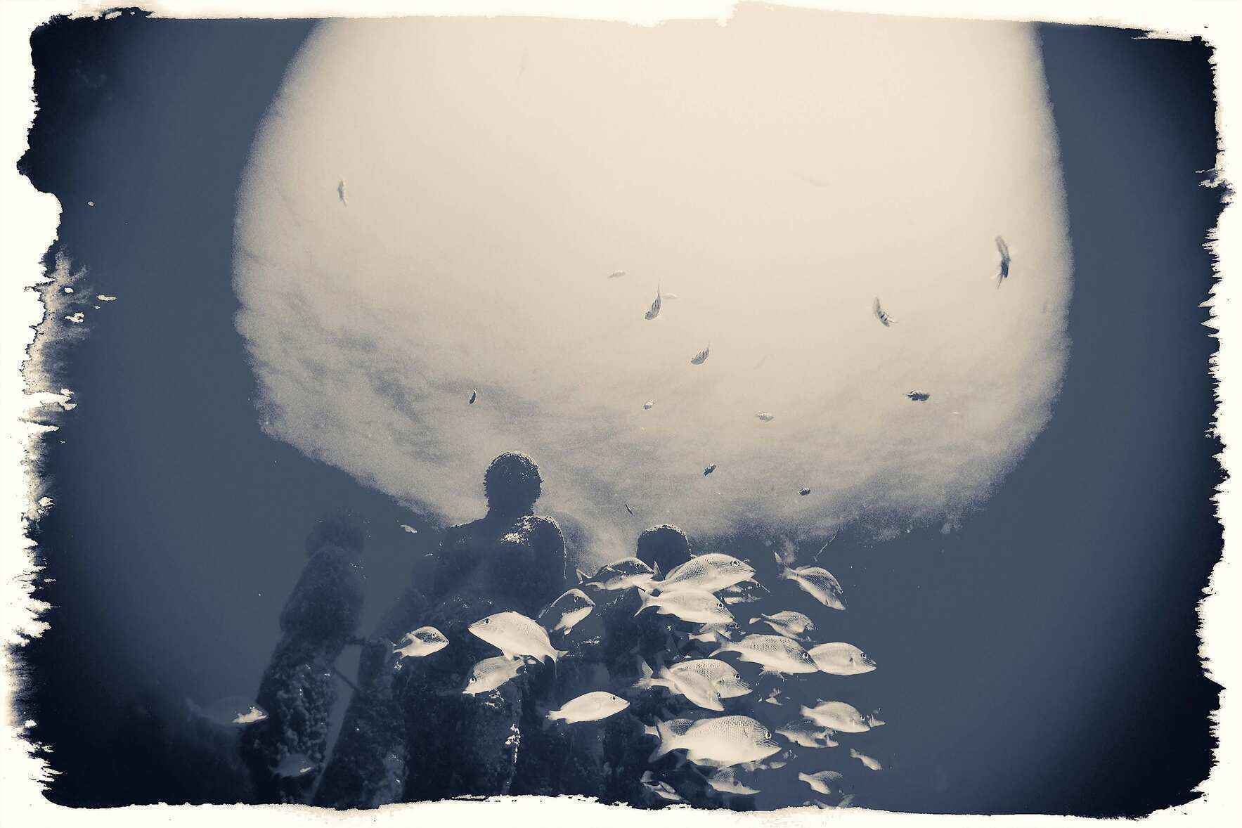We Can Revive Our Ocean Reefs Together! image