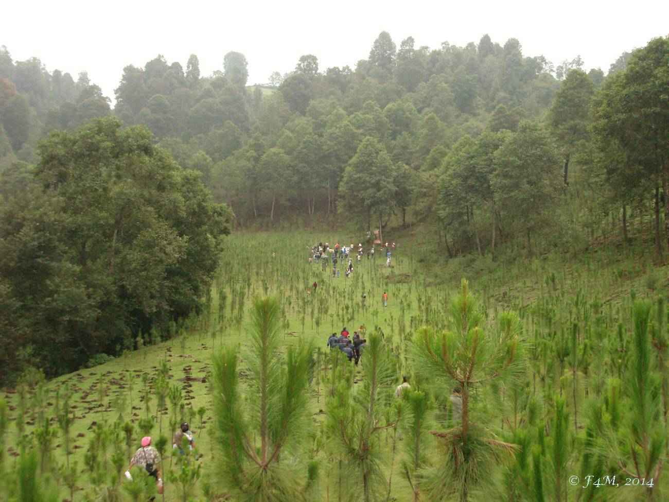 We can restore 22 acres of degraded land to a healthy forest that will protect the monarch butterflies during the winter!! image