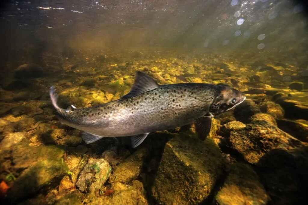 We are development funding for an insightful and impactful film on the plight of the diminishing Atlantic salmon.  image