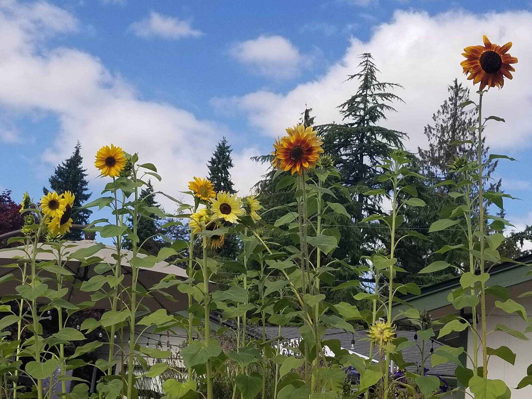 A CURE FOR PLS image