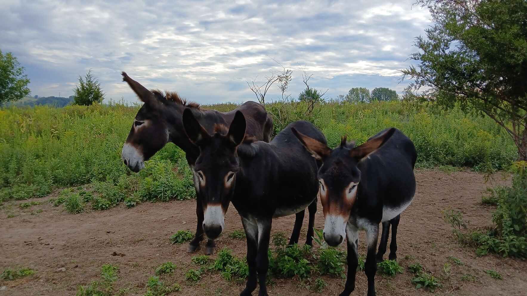 Help us get a brush hog for our tractor. image
