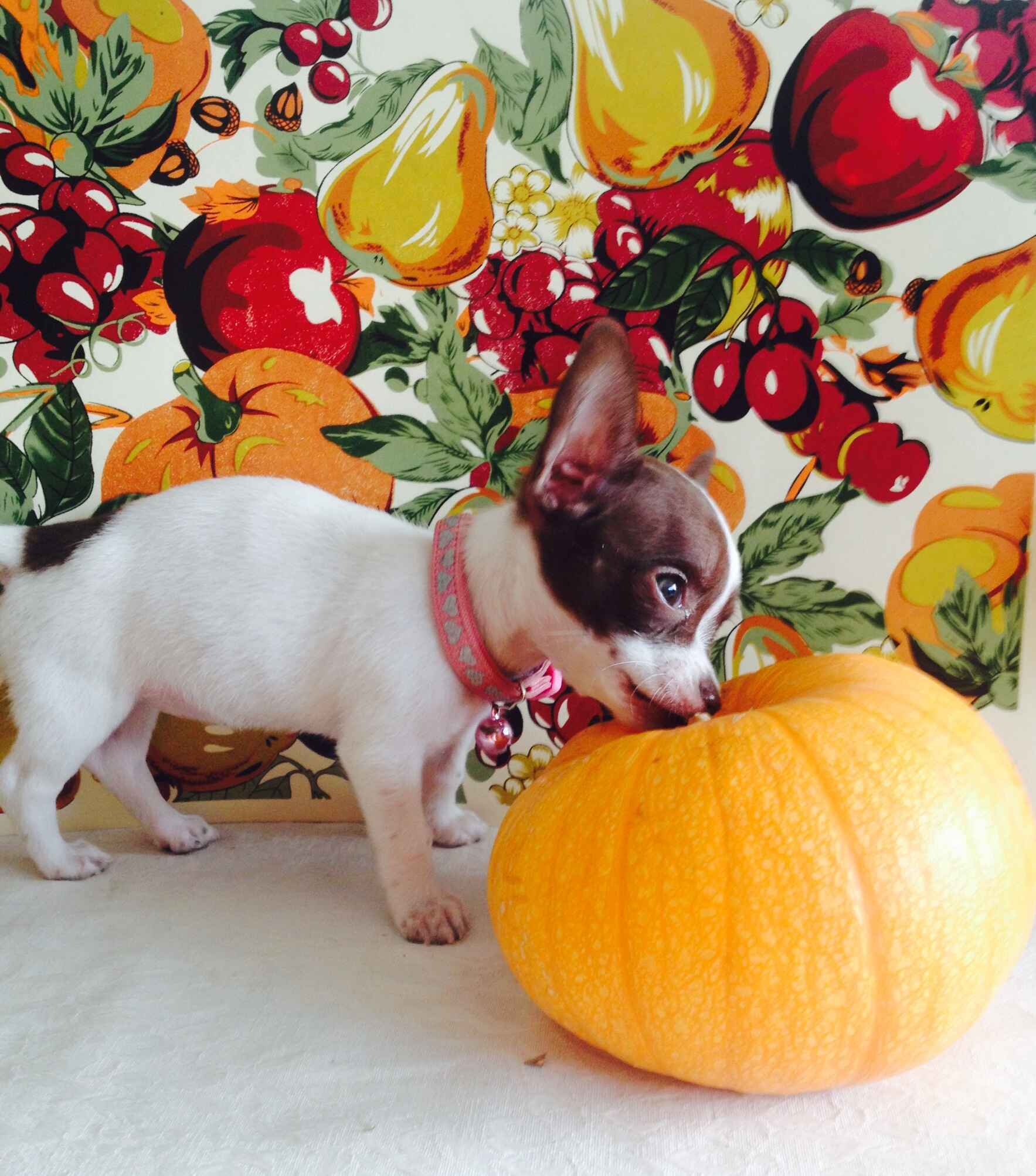 Help us help animals and have fun at the same time! image