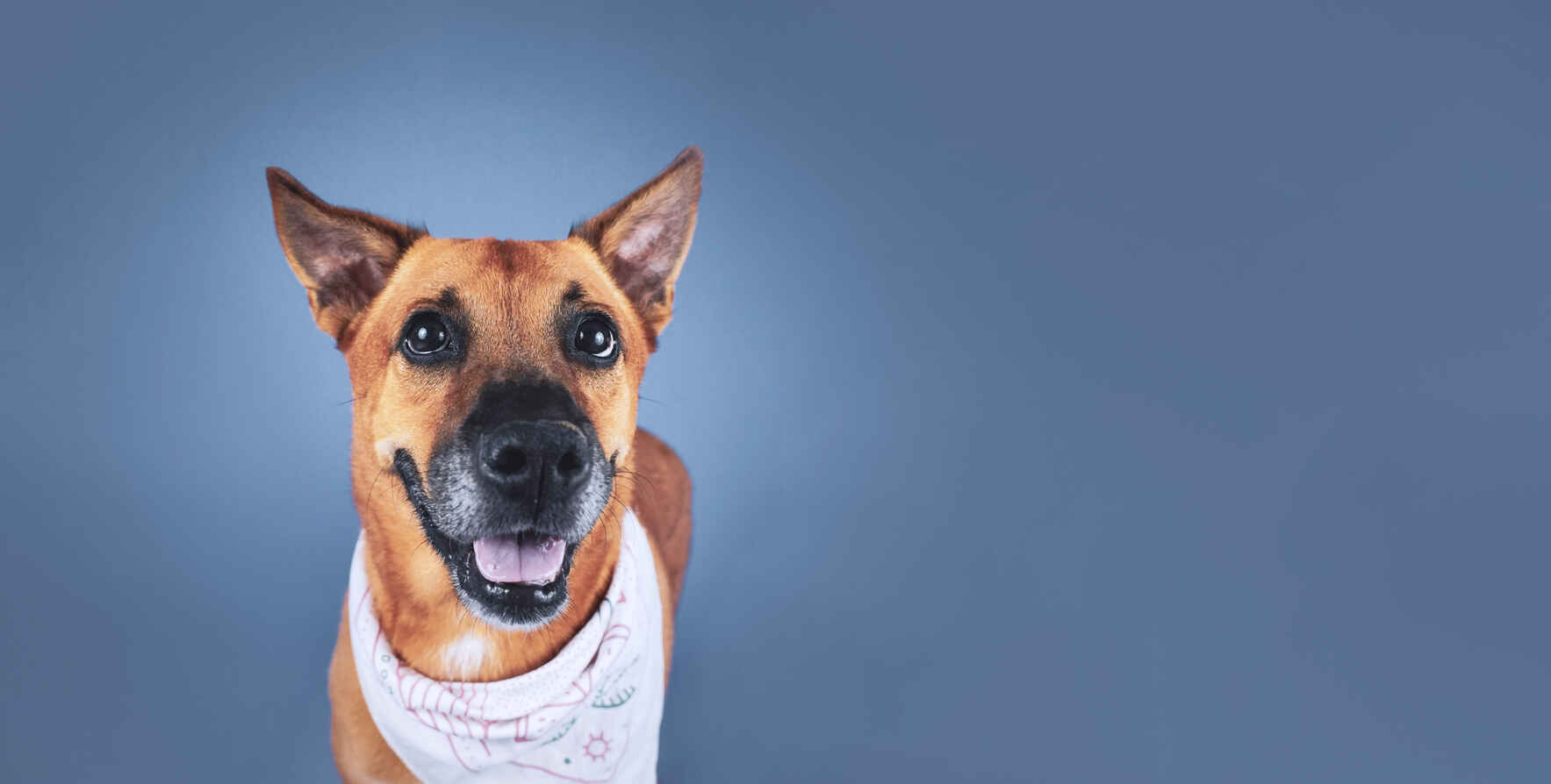 We can find pets homes for the holidays! image