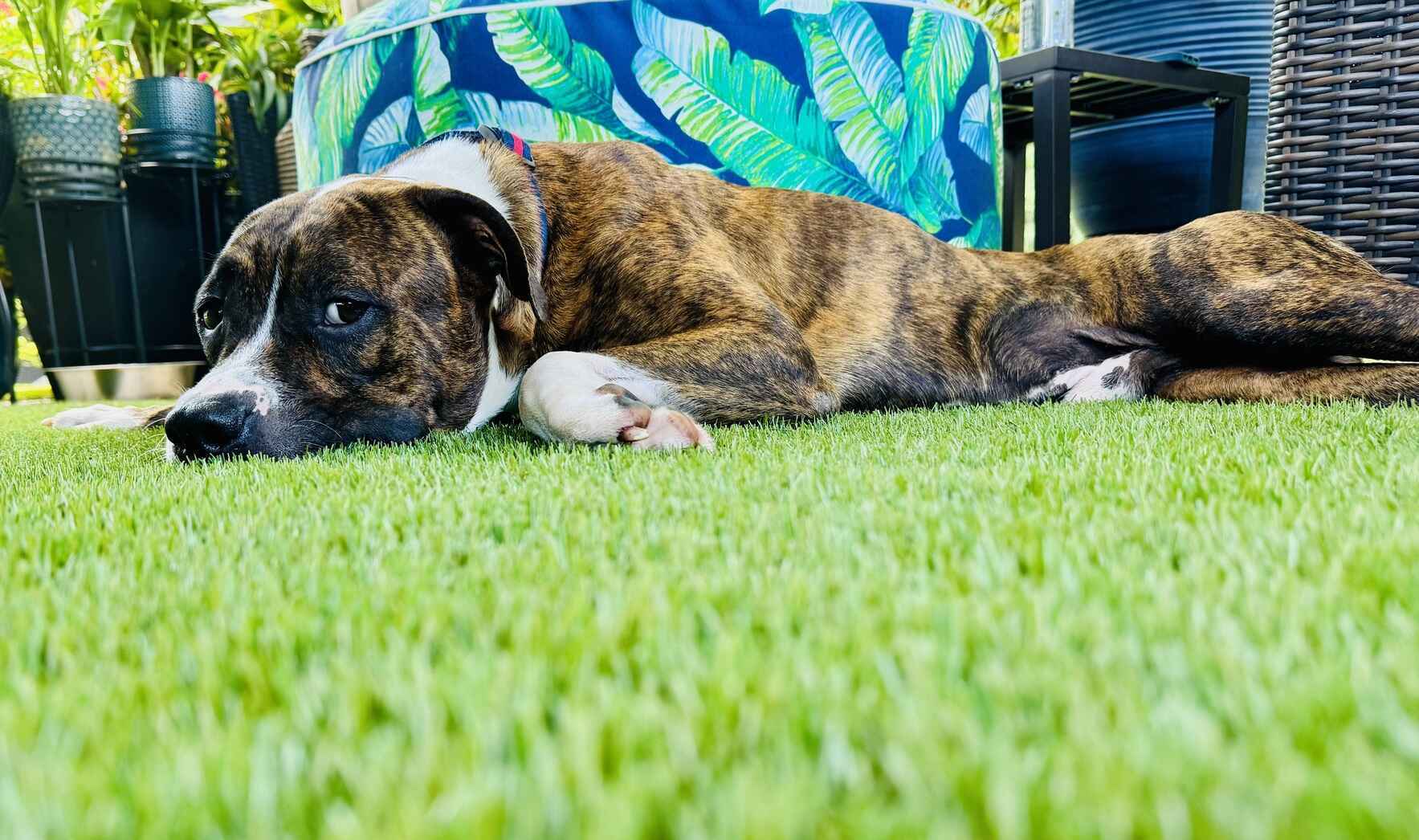 Every pet deserves a full belly and a happy tail image