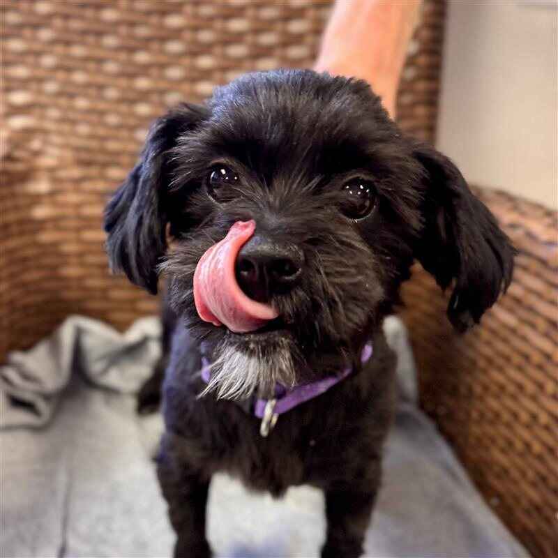 We can provide better quality pet food for HSoMC shelter pets! image