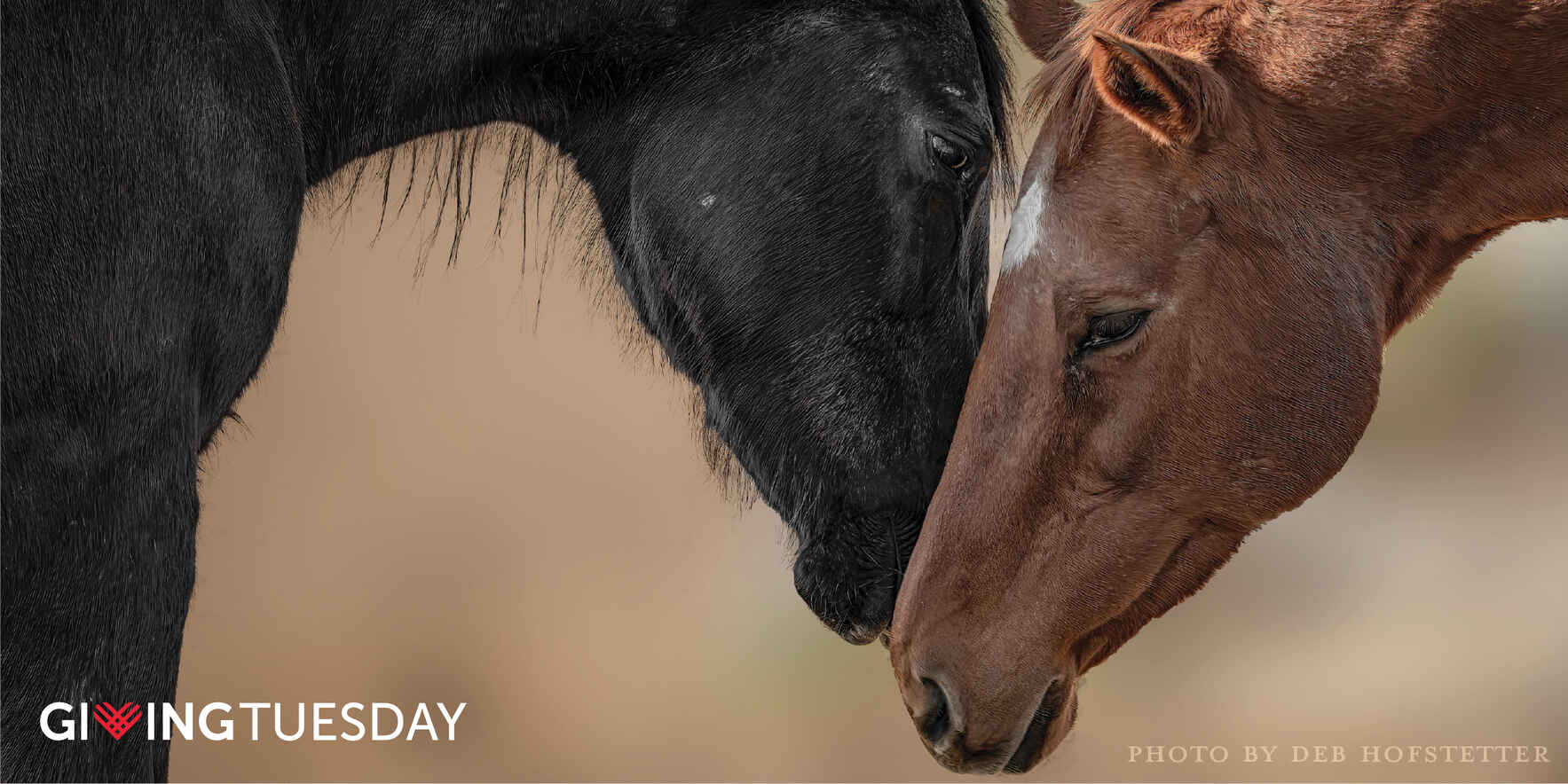 Become a donor to help feed 90 horses this winter! image