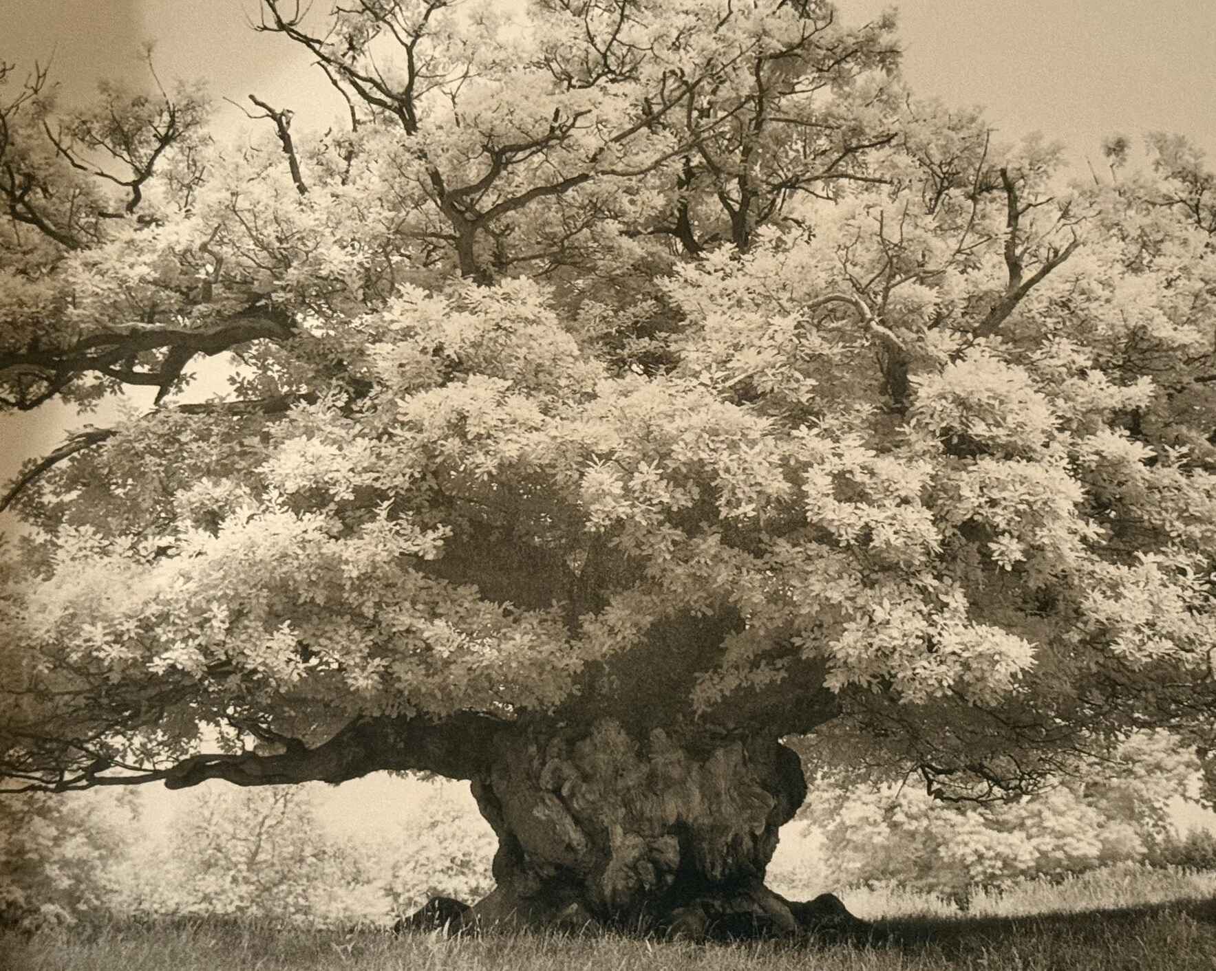 A cinematic call to action to save ancient trees around the world as we experience their beauty and moving stories from  people of all cultures connected to them.   image