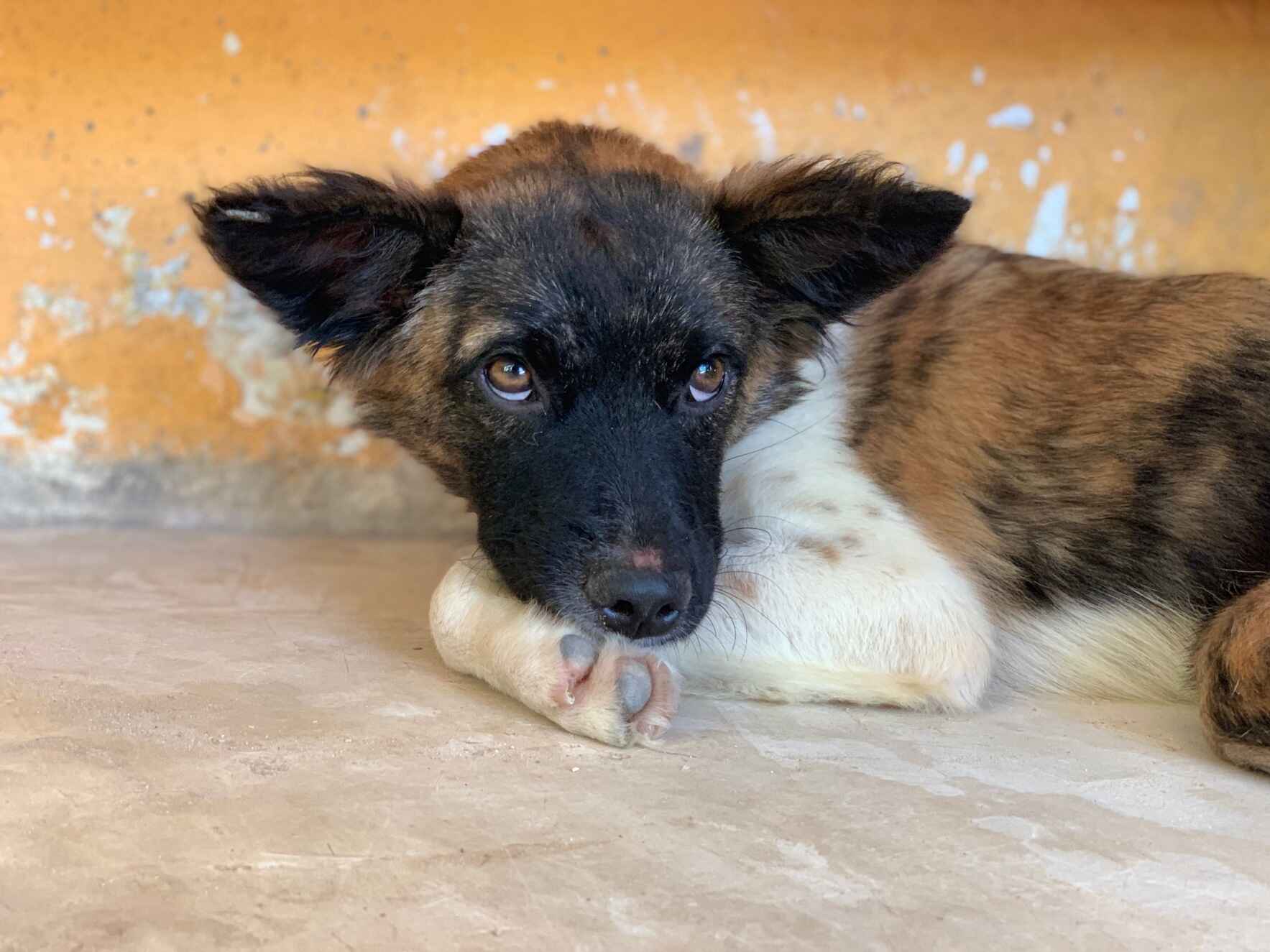 We can help rescue, feed, house and provide veterinary treatment for dogs and cats in need! image