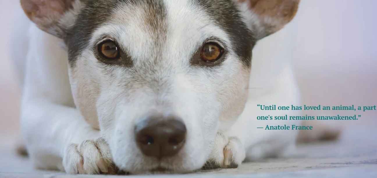 We can help rescue, feed, house and provide veterinary treatment for dogs and cats in need! image