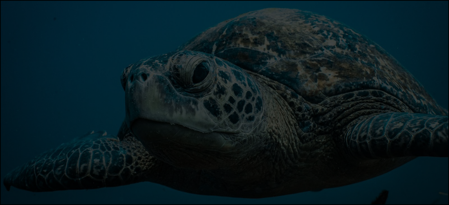 Proteger nuestro océano es más urgente que nunca. Como dice la Dra. Sylvia Earle: Sin agua, no hay vida. Sin azul, no hay verde. image