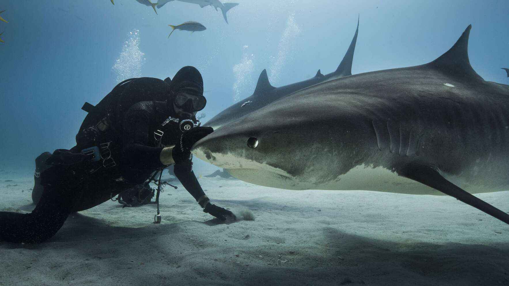 Protect sharks in the Seychelles at a pivotal moment for the nation’s ocean future. image