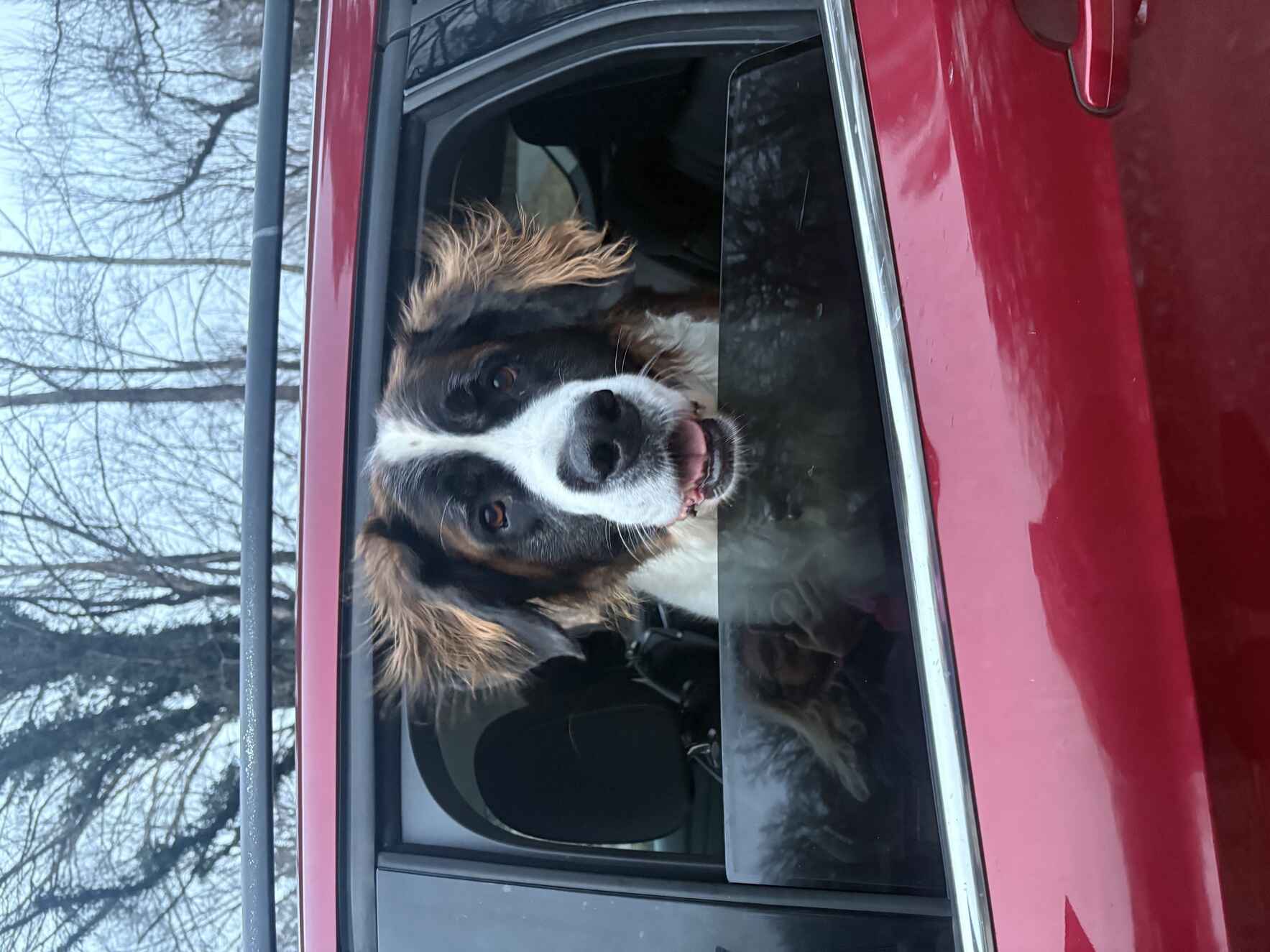 The animals need us!  All our animals came from humane societies and brought us so much joy!! May loves car rides that lead to long walks in the woods or beaches or anywhere.  These walks keep my heart healthy too!!  image