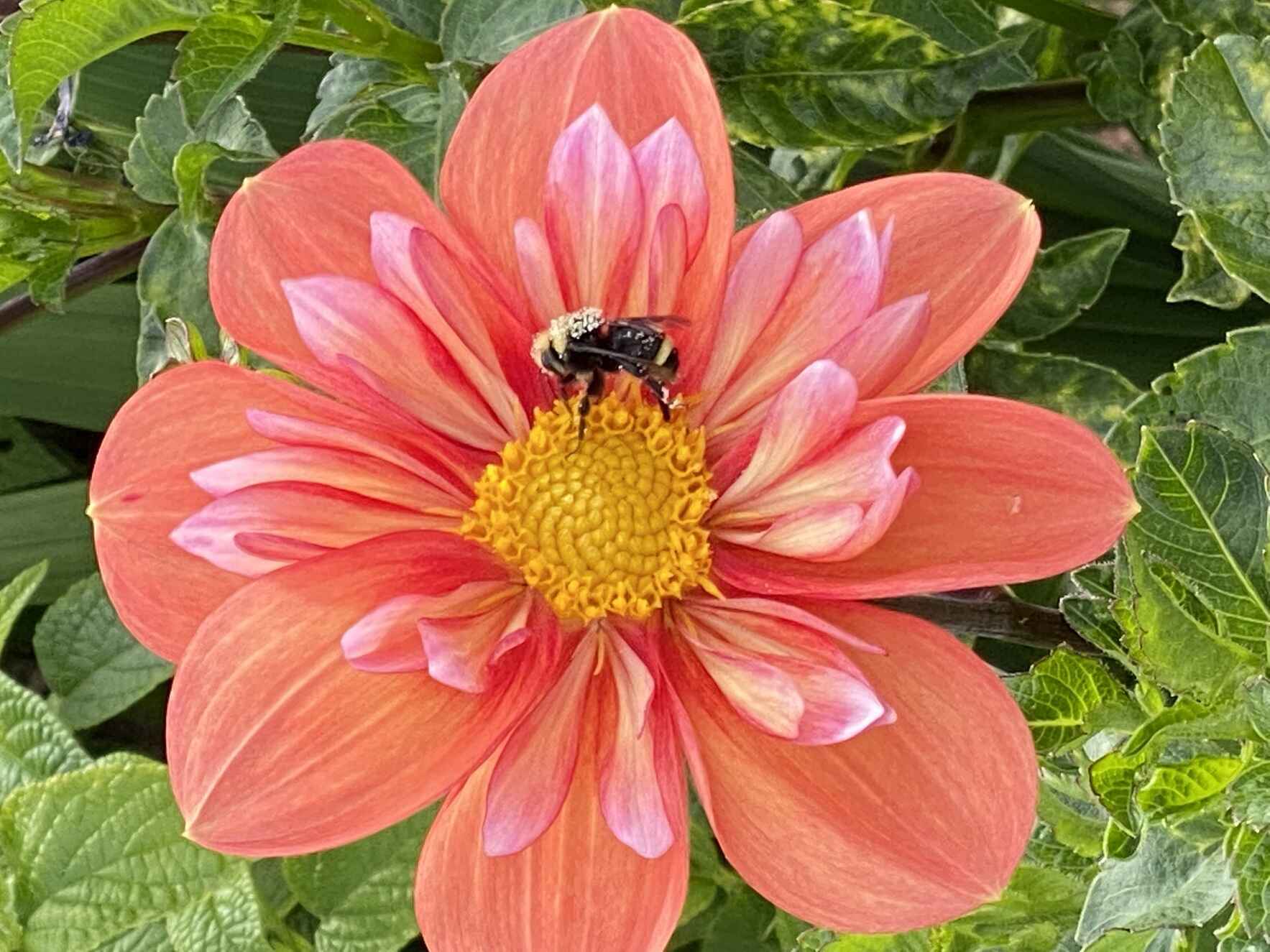 Pollinator Beds for the Birds 'n the Bees Need You image