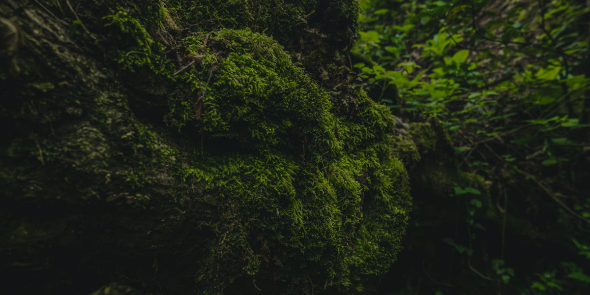 Wild Moss Supports Suicide Prevention and Mental Wellness Throughout the Florida Parishes image