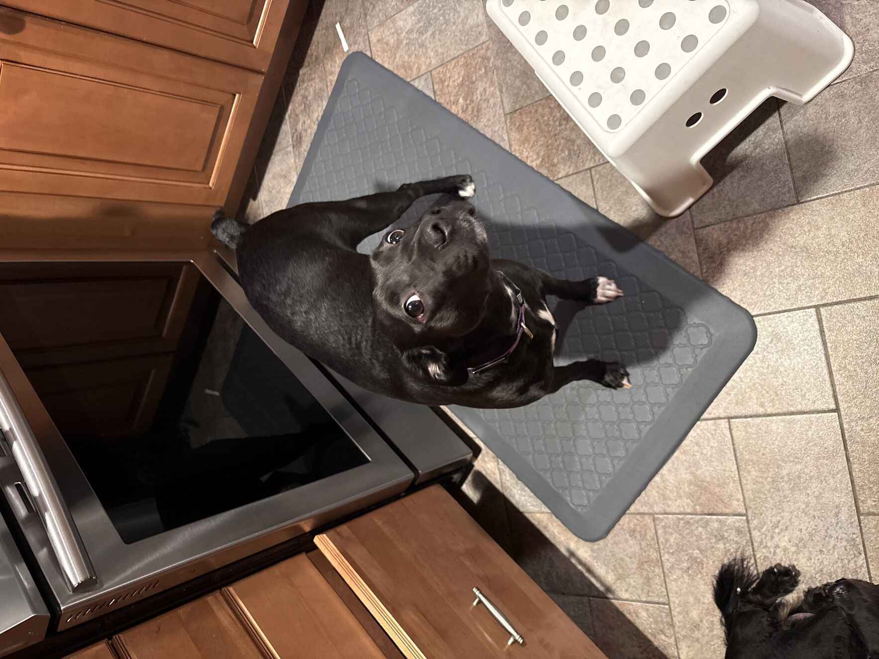 I'm sleeping over for the shelter pups! image