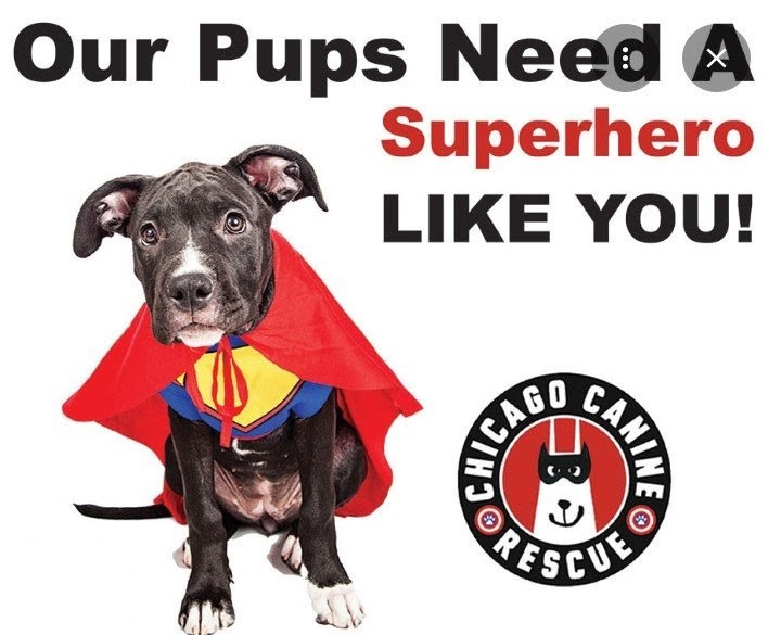 Save and help these Pups🐾🐶♥️ image