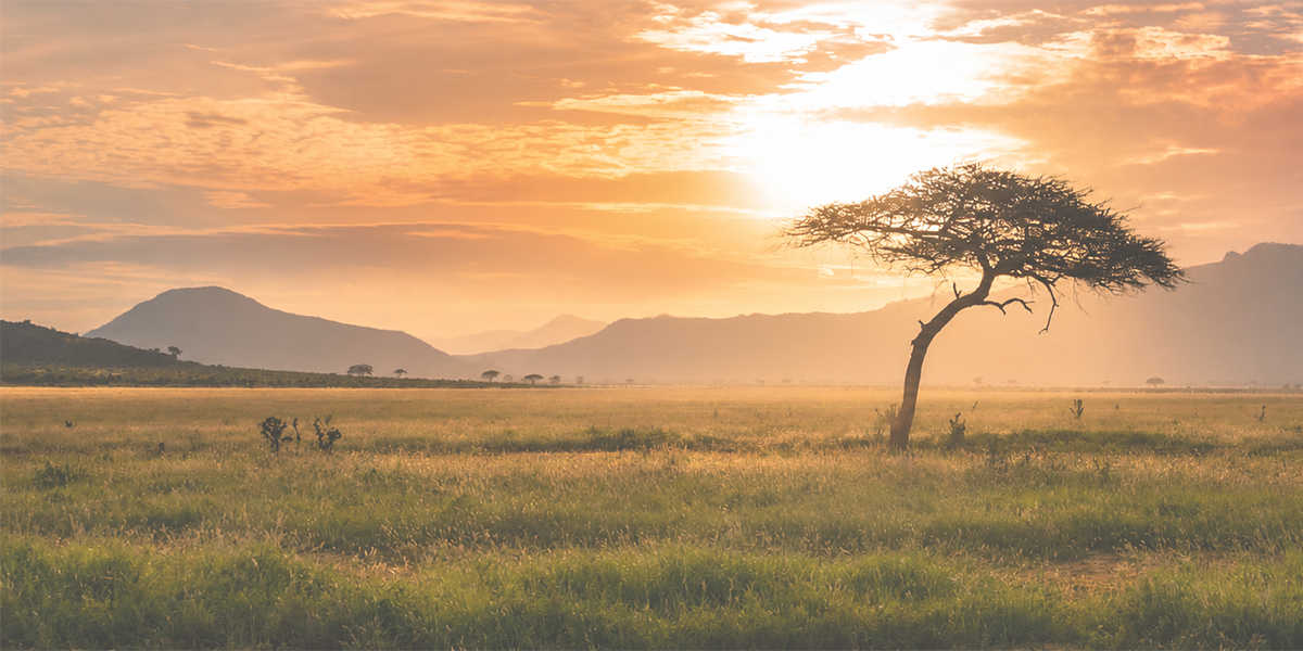 What if the next great wildlife storyteller simply doesn't have access to a camera? image