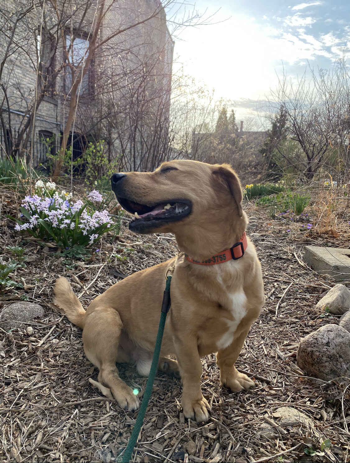 11 Years of Love Started Here. Help Give Another Dog the Same Chance. image