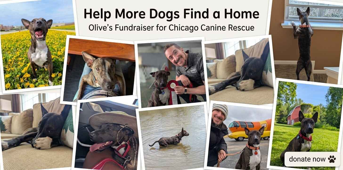 Hi, I'm Olive!  Please read my story below... image