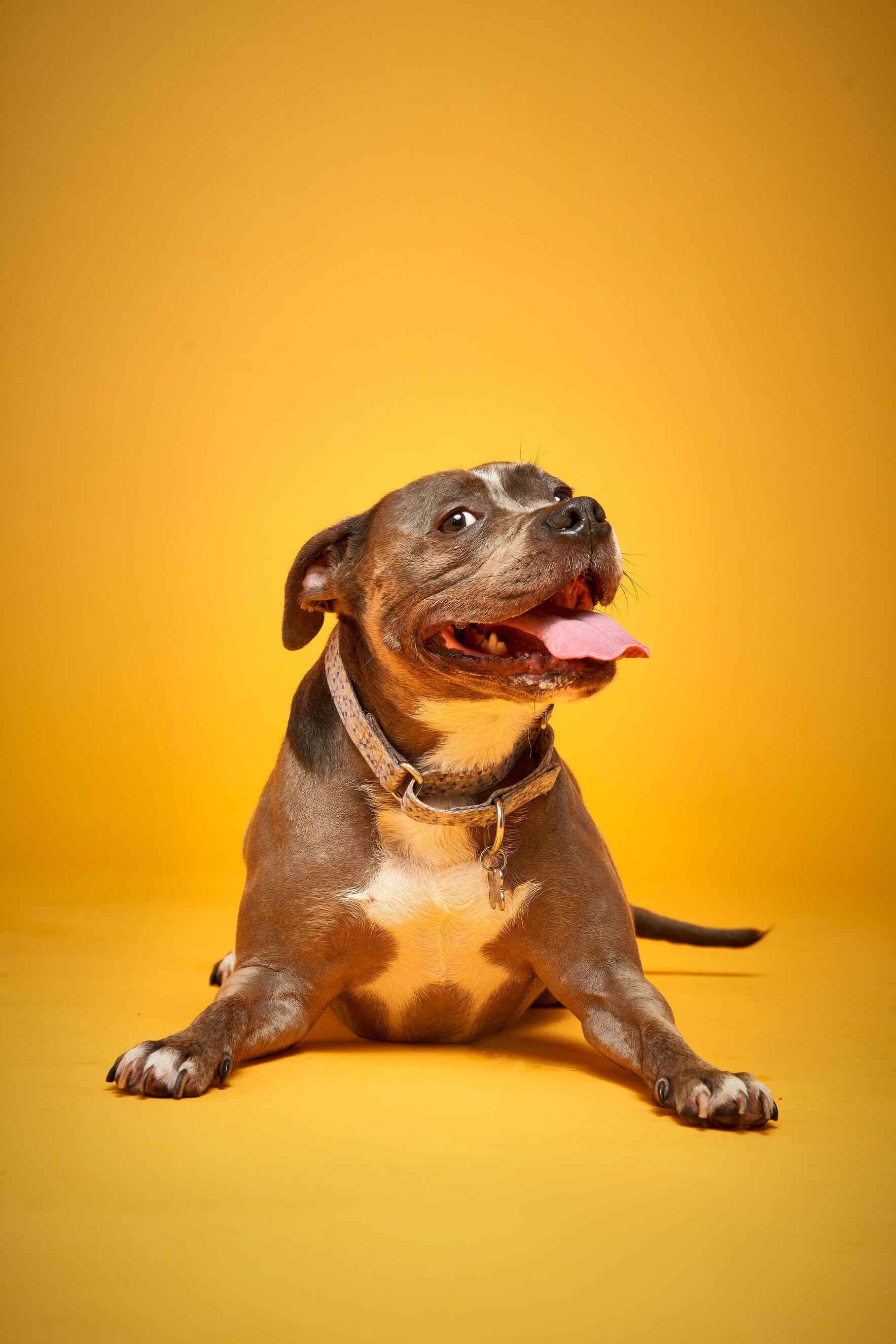 For the Dogs image