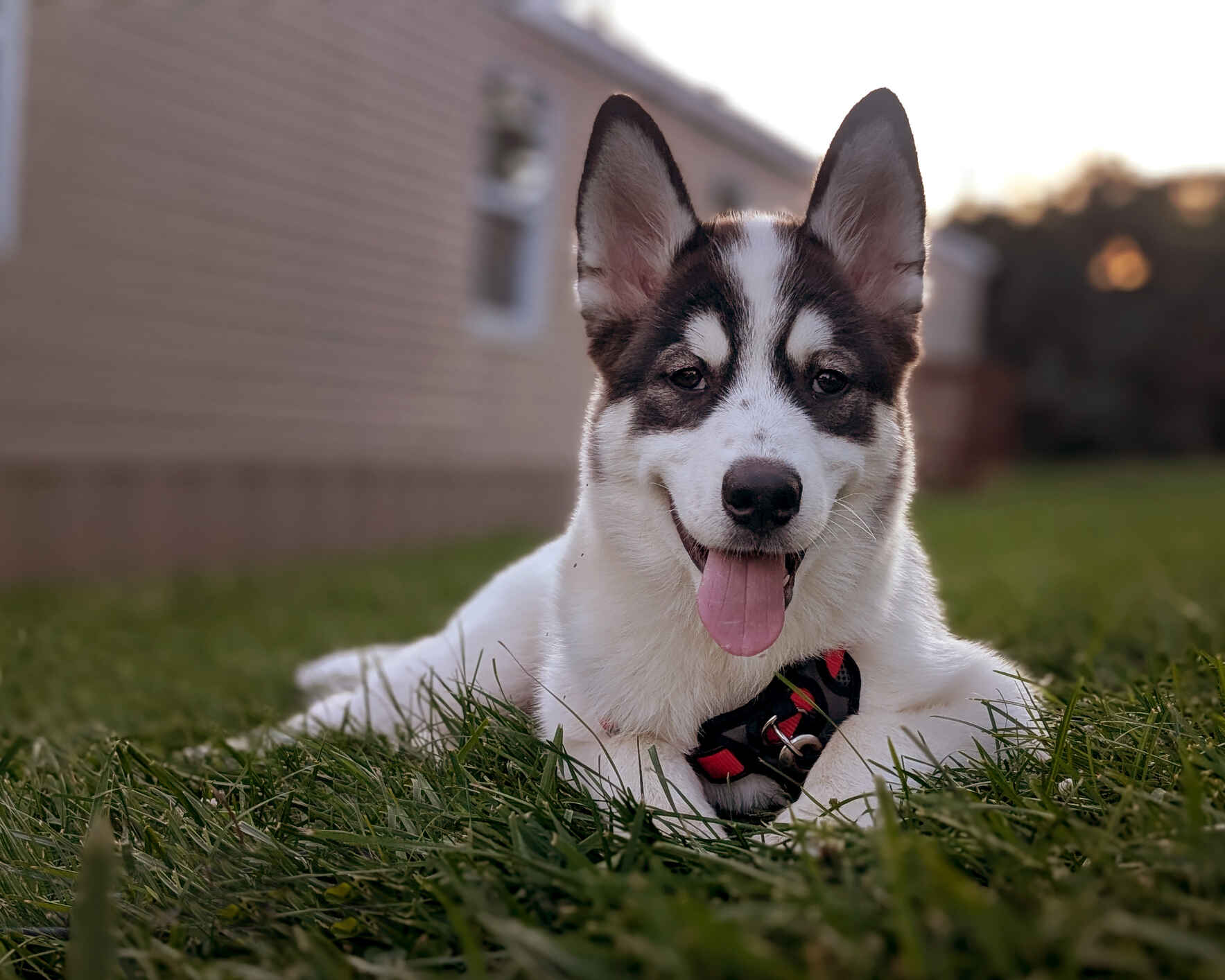 Support rescued dogs and cats in need. image