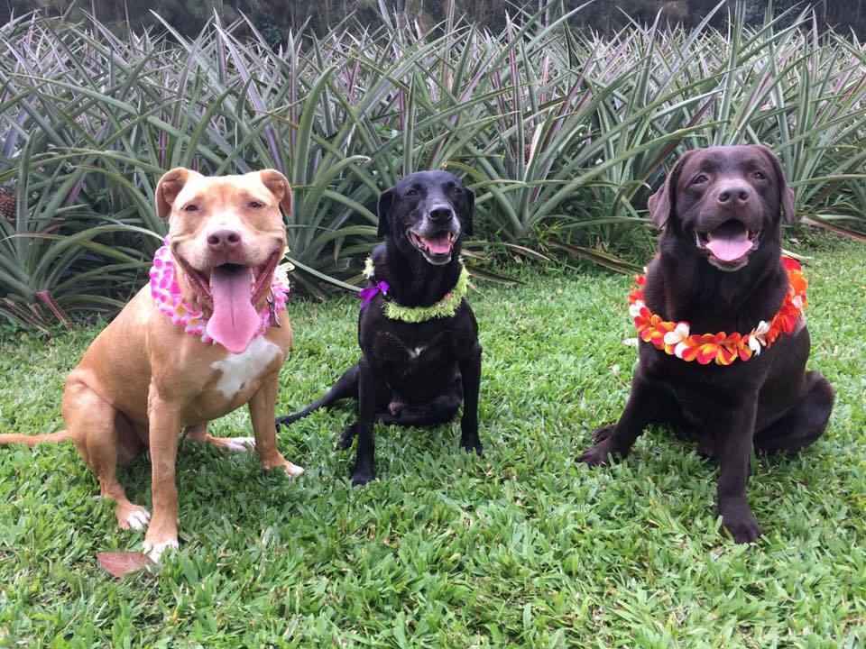 Help Save Animals image