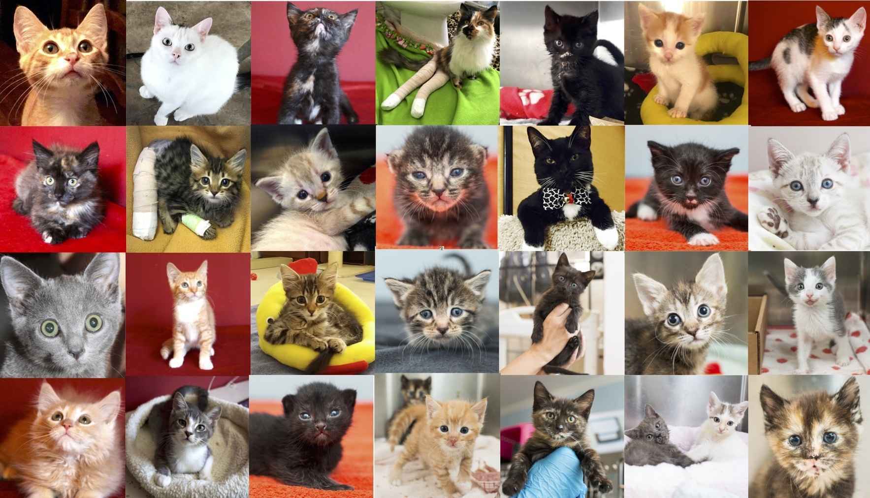 I am running for Team Kitten Rescue the 2018 Los Angeles 5k! image