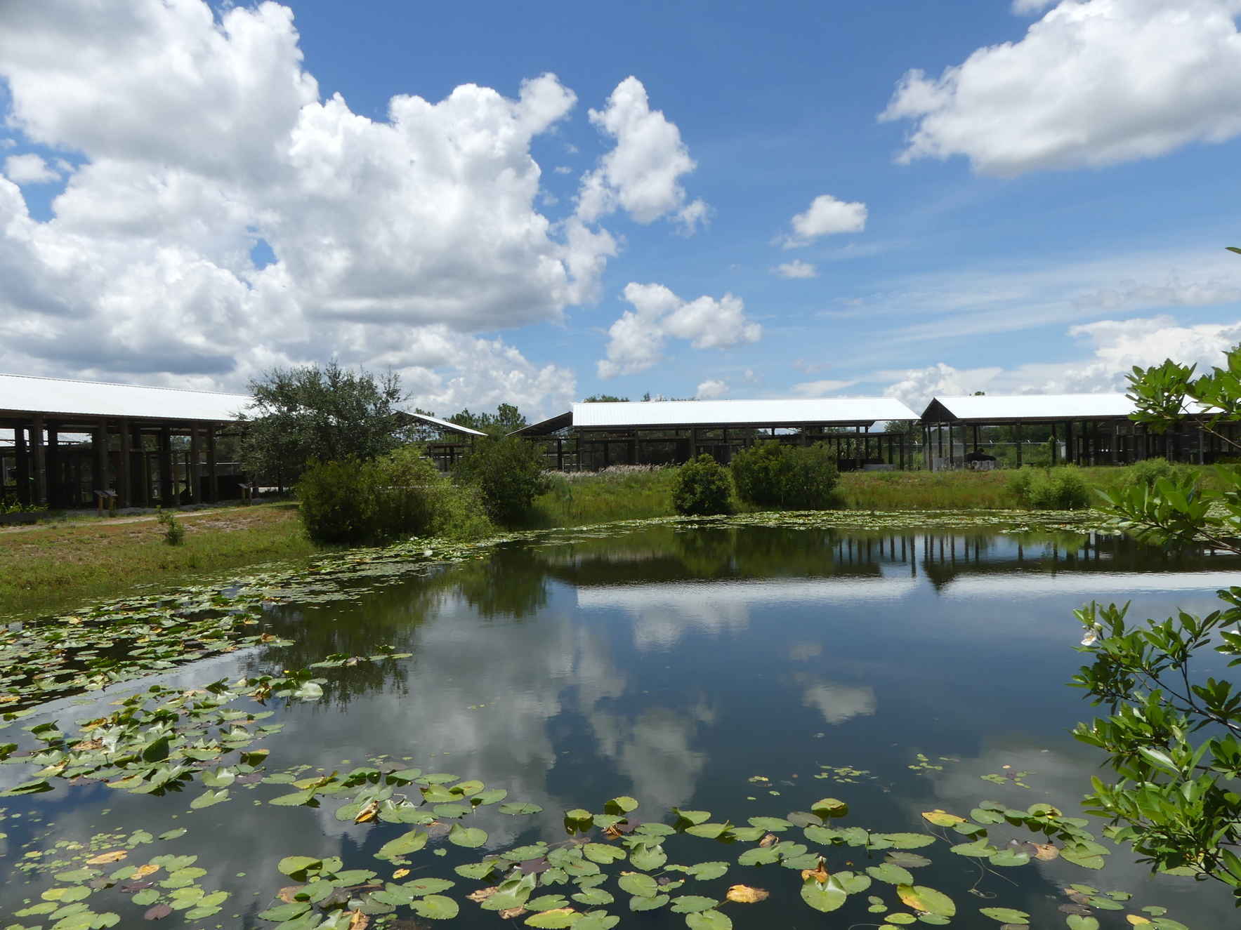 We can build a platform to address the challenges of big cats in the future and provide value to society today image