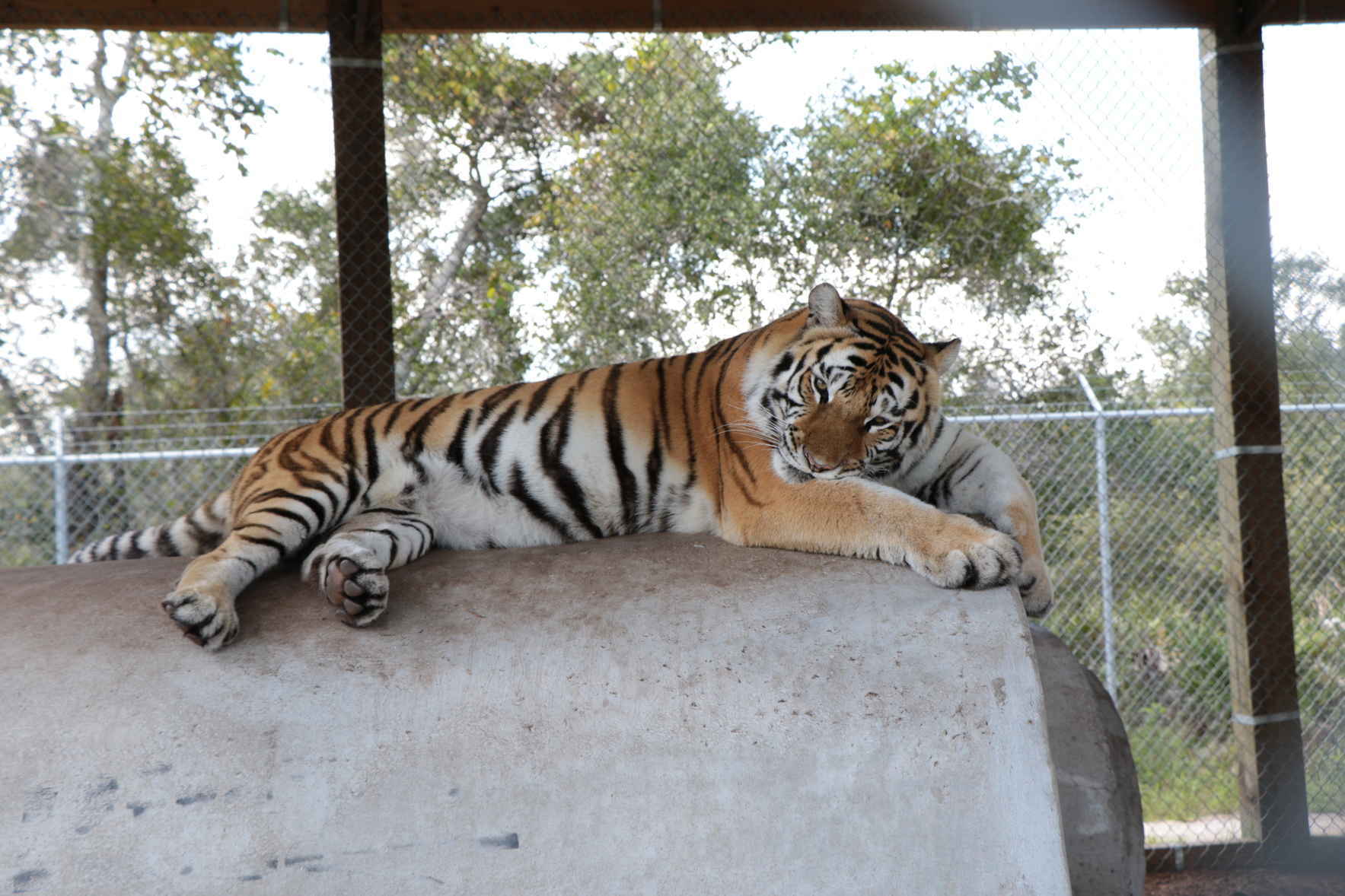 Help me support one of the places closet to my heart. Help Central Florida Animal Reserve grow and prosper! image