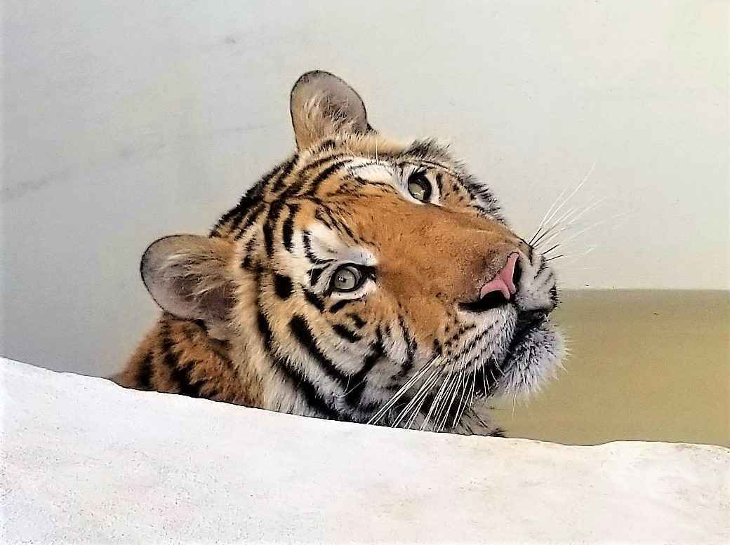 We can build a platform to address the challenges of big cats in the future and provide value to society today image