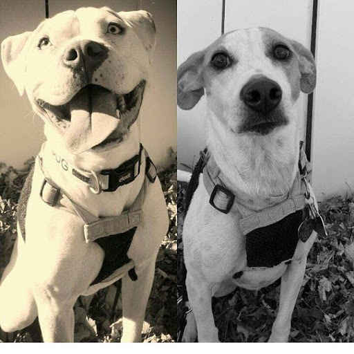  Show Us Your Pitties! We will be able to provide care to animals image