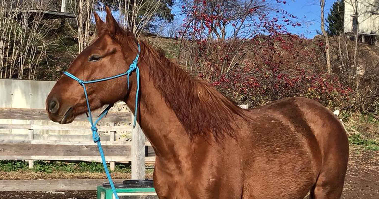 Sponsor Donna's Fantasy Trail Ride on Princess Yanaha! image