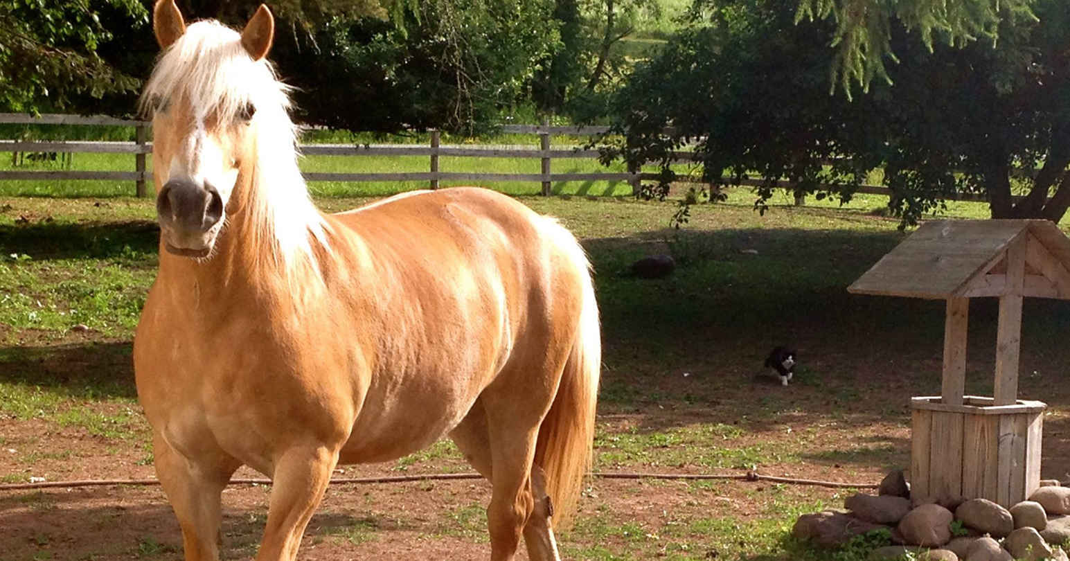 Sponsor Whitney's Fantasy Trail Ride on Honey Pie! image