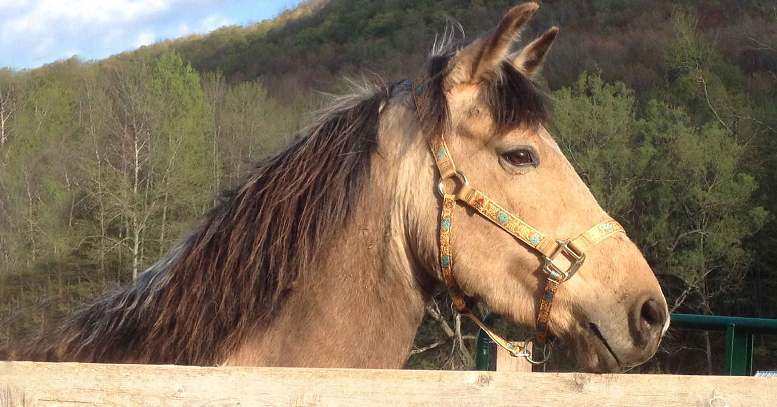 Sponsor Janet's Fantasy Trail Ride on Tess! image