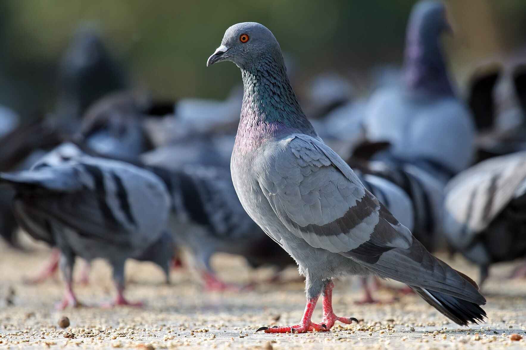 Earth Day: Help NYC’s Pigeons in Need image