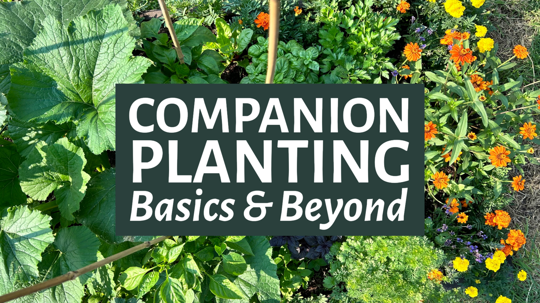 Companion Planting Basics & Beyond image